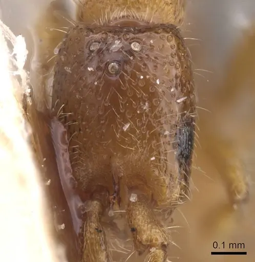 Zasphinctus duchaussoyi specimen CASENT0915331 image casent0915331_2