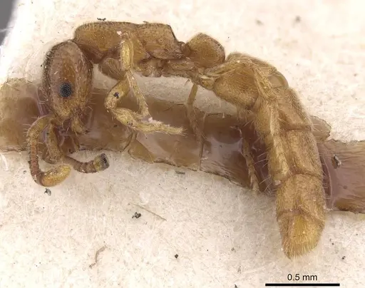 Zasphinctus duchaussoyi specimen CASENT0915331 image casent0915331_3