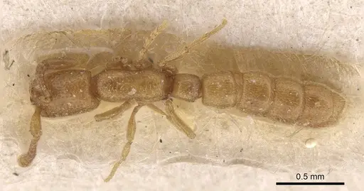 Zasphinctus duchaussoyi specimen CASENT0915332 image casent0915332_1