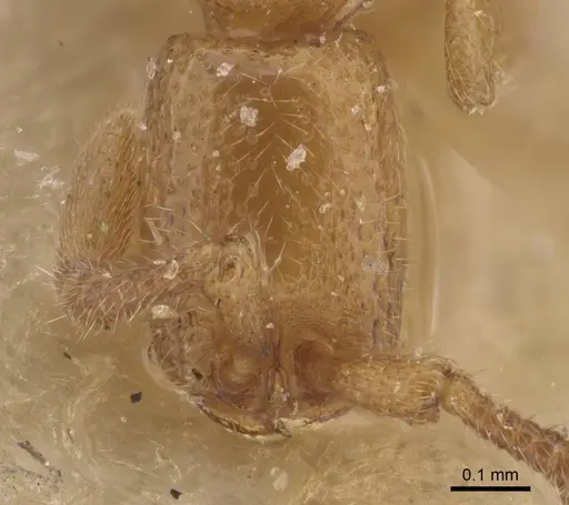 Zasphinctus duchaussoyi specimen CASENT0915332 image casent0915332_2