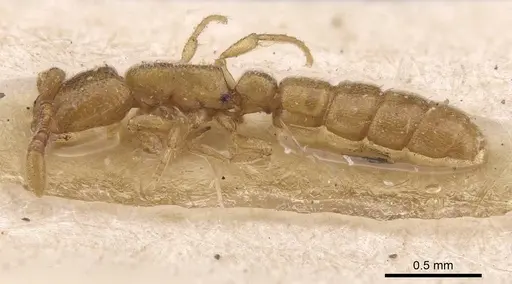 Zasphinctus duchaussoyi specimen CASENT0915332 image casent0915332_3