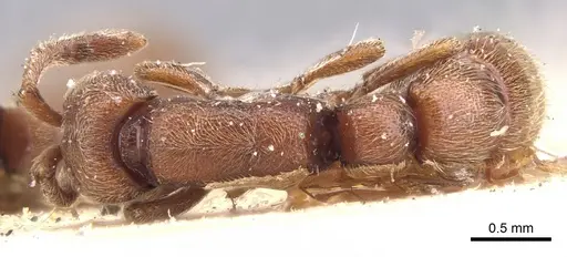 Zasphinctus emeryi specimen CASENT0902770 image casent0902770_1