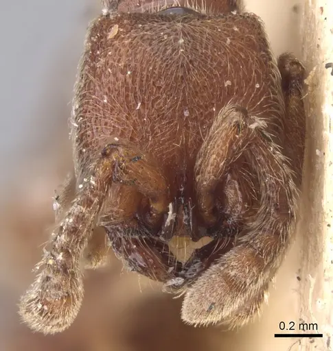 Zasphinctus emeryi specimen CASENT0902770 image casent0902770_2