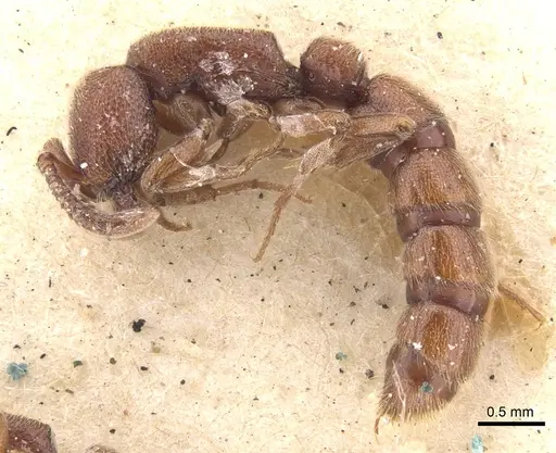Zasphinctus emeryi specimen CASENT0902770 image casent0902770_3