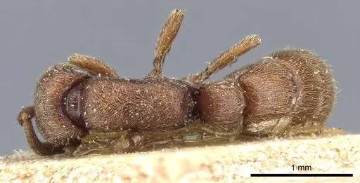 Zasphinctus emeryi specimen CASENT0907036 image casent0907036_1