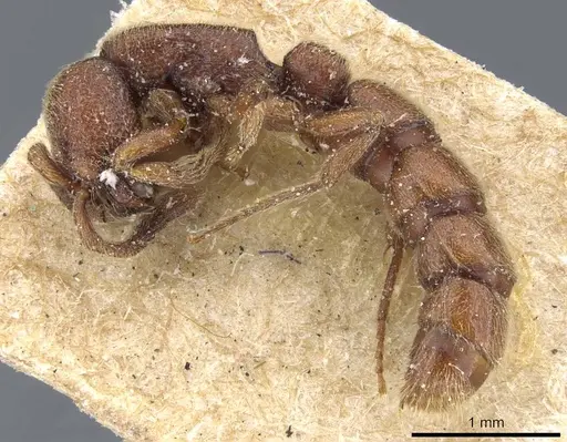 Zasphinctus emeryi specimen CASENT0907036 image casent0907036_3