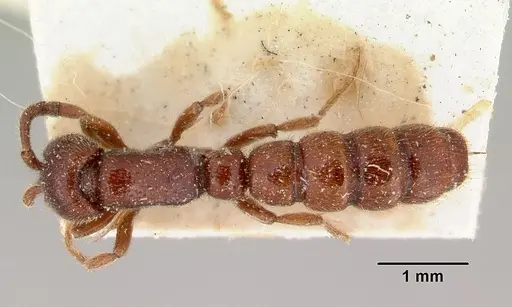Zasphinctus froggatti specimen CASENT0172087 image casent0172087_1