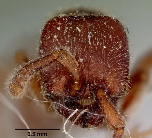 Zasphinctus froggatti specimen CASENT0172087 image casent0172087_2