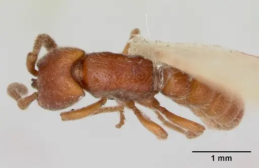 Zasphinctus froggatti specimen CASENT0173055 image casent0173055_1