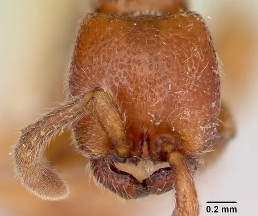 Zasphinctus froggatti specimen CASENT0173055 image casent0173055_2