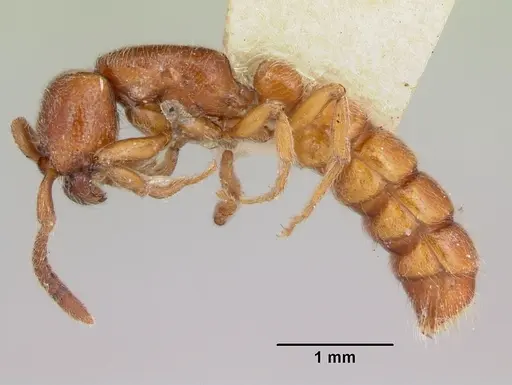 Zasphinctus froggatti specimen CASENT0173055 image casent0173055_3