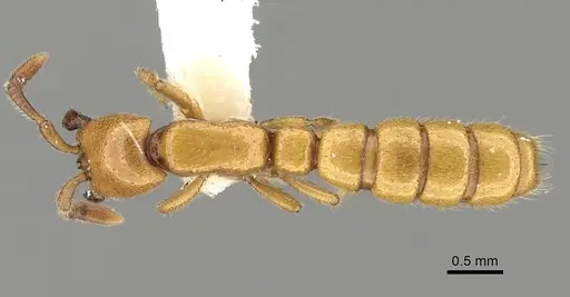 Zasphinctus froggatti specimen CASENT0249326 image casent0249326_1