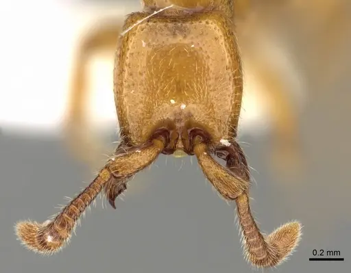 Zasphinctus froggatti specimen CASENT0249326 image casent0249326_2