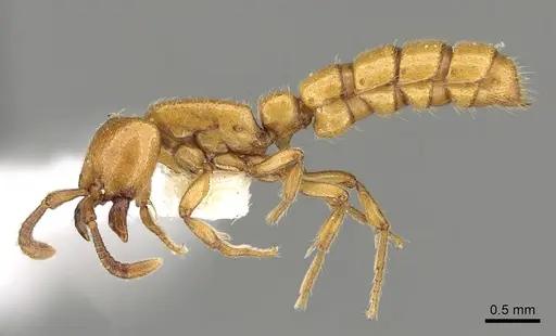 Zasphinctus froggatti specimen CASENT0249326 image casent0249326_3
