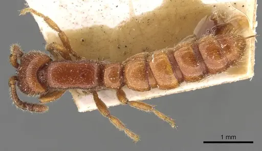 Zasphinctus froggatti specimen CASENT0907038 image casent0907038_1