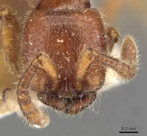 Zasphinctus froggatti specimen CASENT0907038 image casent0907038_2