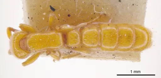 Zasphinctus imbecilis specimen ANTWEB1008185 image antweb1008185_1