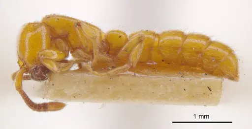 Zasphinctus imbecilis specimen ANTWEB1008185 image antweb1008185_2