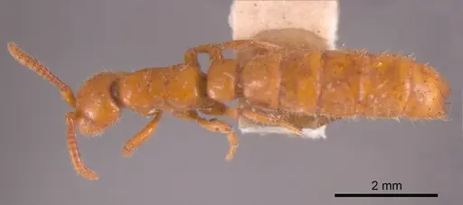 Zasphinctus imbecilis specimen ANTWEB1008187 image antweb1008187_1