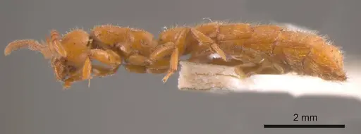 Zasphinctus imbecilis specimen ANTWEB1008187 image antweb1008187_2