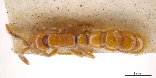 Zasphinctus imbecilis specimen ANTWEB1008215 image antweb1008215_1