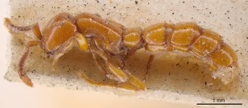 Zasphinctus imbecilis specimen ANTWEB1008215 image antweb1008215_2