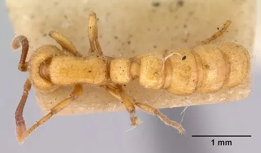 Zasphinctus imbecilis specimen CASENT0172086 image casent0172086_1