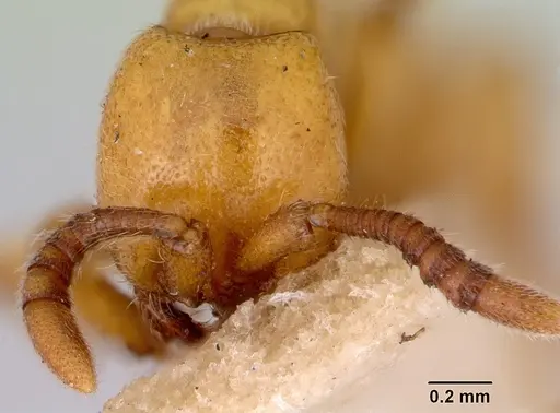 Zasphinctus imbecilis specimen CASENT0172086 image casent0172086_2