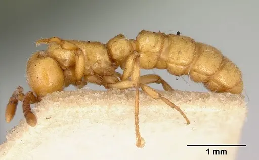 Zasphinctus imbecilis specimen CASENT0172086 image casent0172086_3