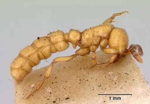 Zasphinctus imbecilis specimen CASENT0172086 image casent0172086_4