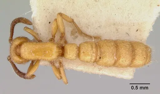 Zasphinctus imbecilis specimen CASENT0172114 image casent0172114_1