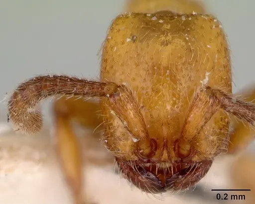 Zasphinctus imbecilis specimen CASENT0172114 image casent0172114_2