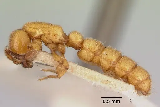 Zasphinctus imbecilis specimen CASENT0172114 image casent0172114_3