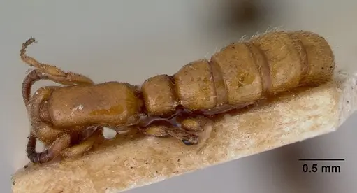 Zasphinctus imbecilis specimen CASENT0172118 image casent0172118_1
