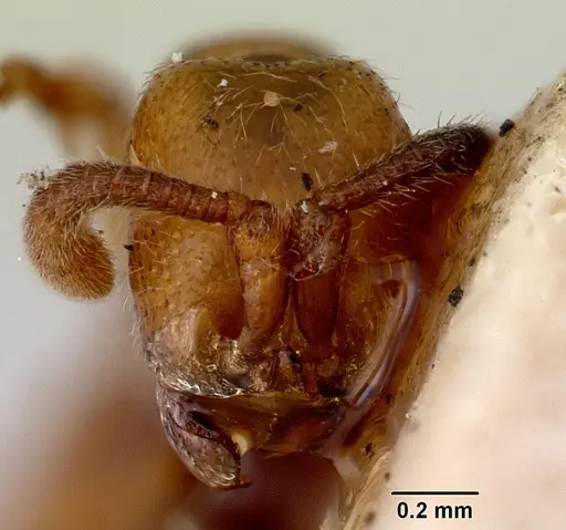 Zasphinctus imbecilis specimen CASENT0172118 image casent0172118_2