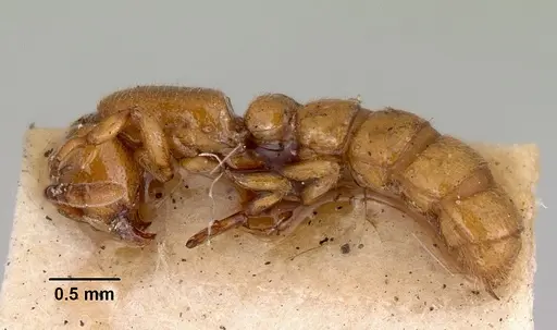 Zasphinctus imbecilis specimen CASENT0172118 image casent0172118_3