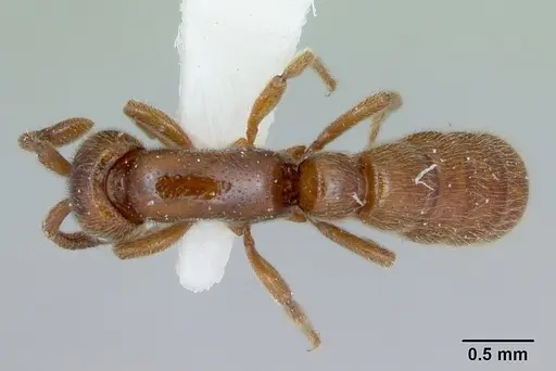 Zasphinctus imbecilis specimen CASENT0173058 image casent0173058_1