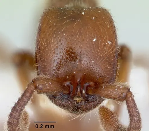 Zasphinctus imbecilis specimen CASENT0173058 image casent0173058_2