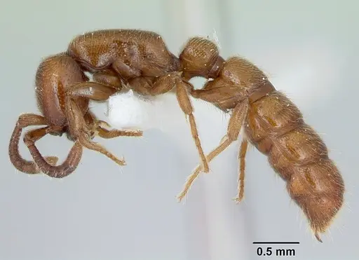 Zasphinctus imbecilis specimen CASENT0173058 image casent0173058_3