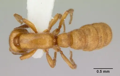 Zasphinctus imbecilis specimen CASENT0173059 image casent0173059_1