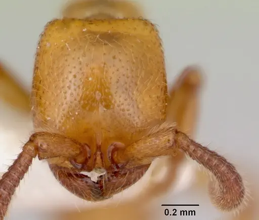 Zasphinctus imbecilis specimen CASENT0173059 image casent0173059_2