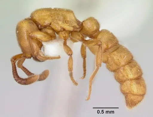 Zasphinctus imbecilis specimen CASENT0173059 image casent0173059_3