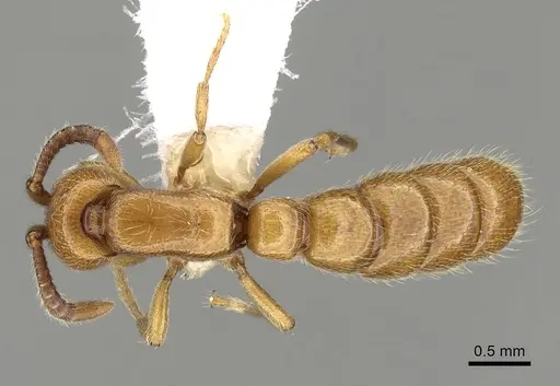 Zasphinctus imbecilis specimen CASENT0249327 image casent0249327_1