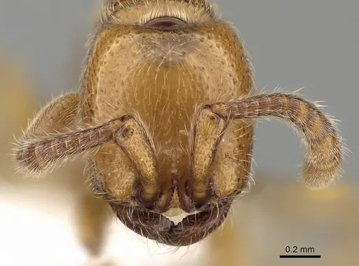 Zasphinctus imbecilis specimen CASENT0249327 image casent0249327_2