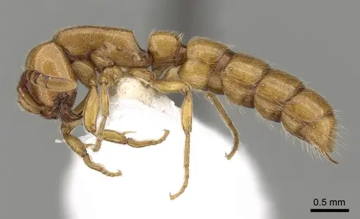 Zasphinctus imbecilis specimen CASENT0249327 image casent0249327_3