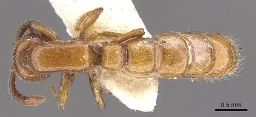 Zasphinctus imbecilis specimen CASENT0902765 image casent0902765_1