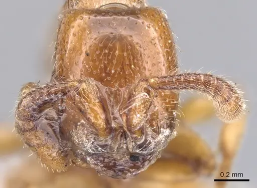 Zasphinctus imbecilis specimen CASENT0902765 image casent0902765_2