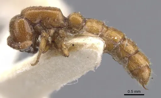 Zasphinctus imbecilis specimen CASENT0902765 image casent0902765_3
