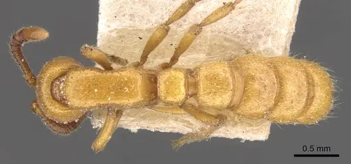 Zasphinctus imbecilis specimen CASENT0902766 image casent0902766_1