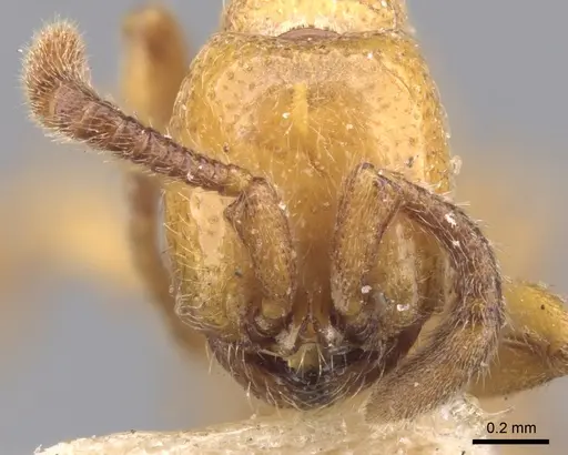 Zasphinctus imbecilis specimen CASENT0902766 image casent0902766_2
